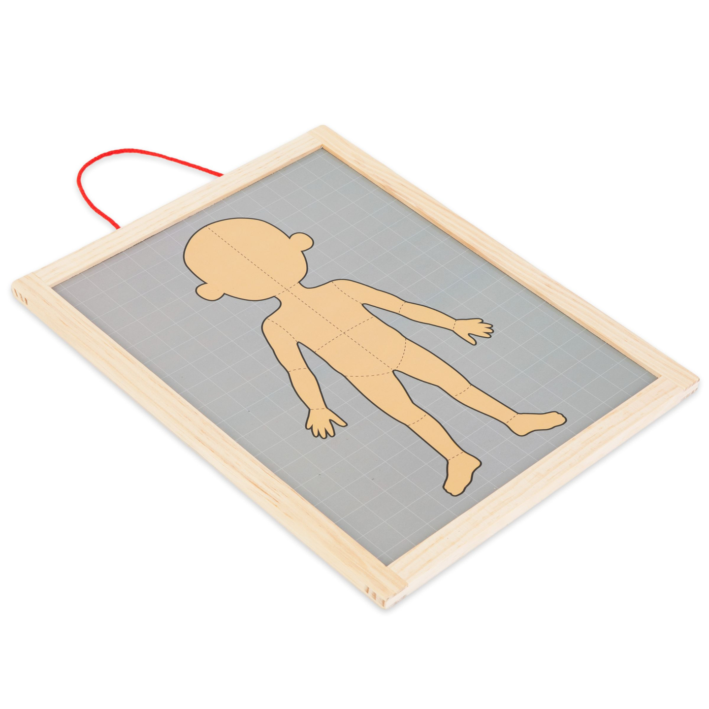 Магнитни пъзели - Наука за анатомията - Човешкото тяло