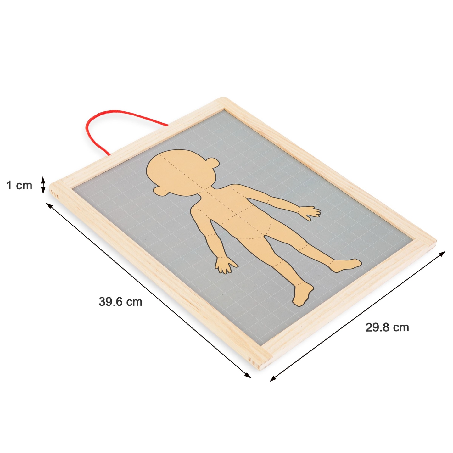 Магнитни пъзели - Наука за анатомията - Човешкото тяло