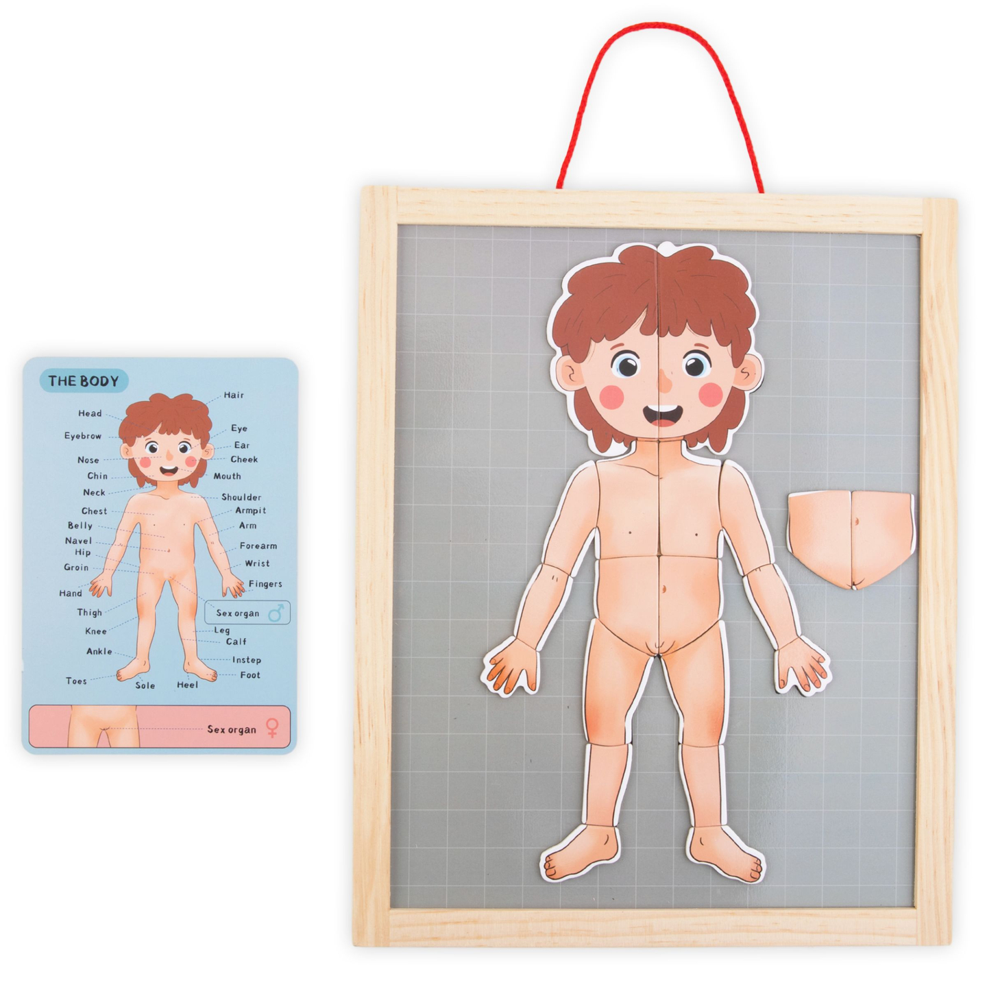 Магнитни пъзели - Наука за анатомията - Човешкото тяло