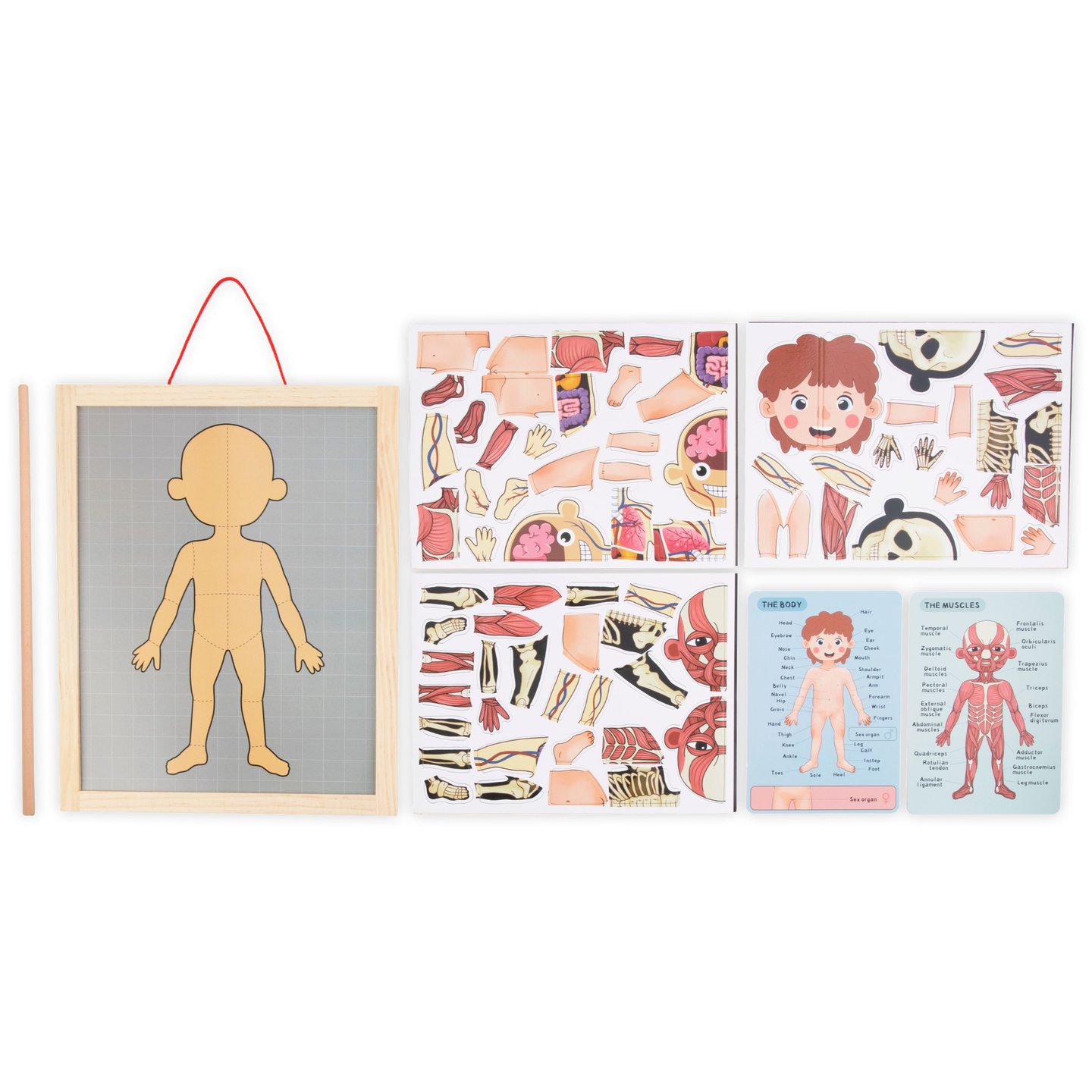 Магнитни пъзели - Наука за анатомията - Човешкото тяло