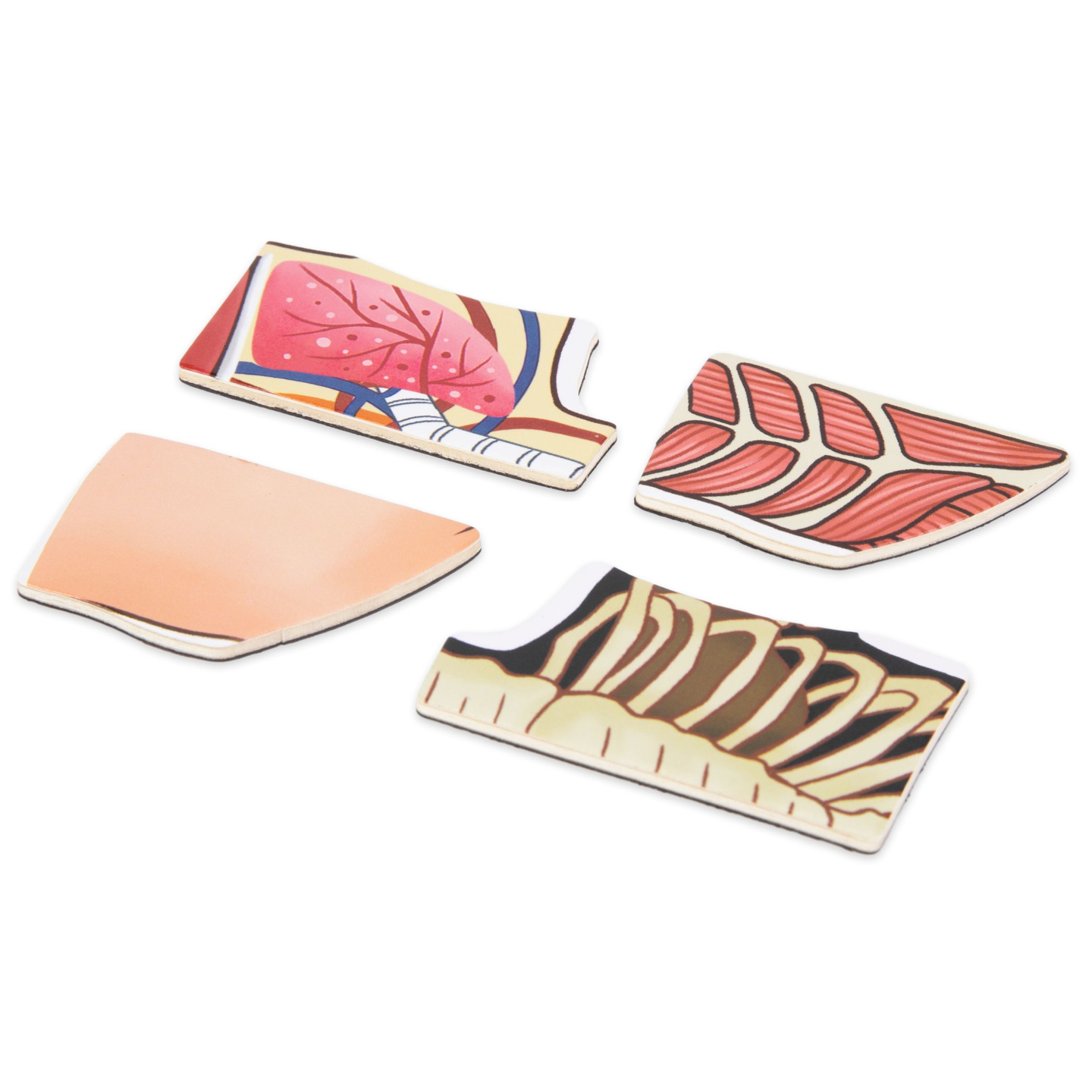 Магнитни пъзели - Наука за анатомията - Човешкото тяло